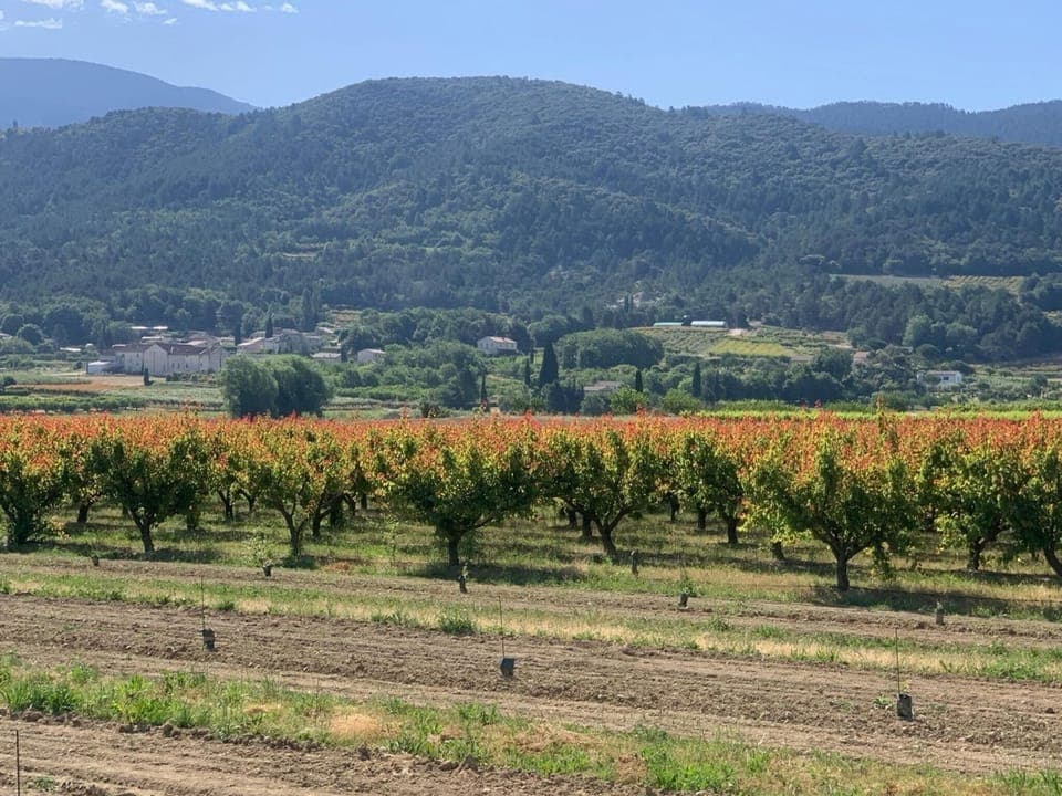 Region [summer] (>5 km)