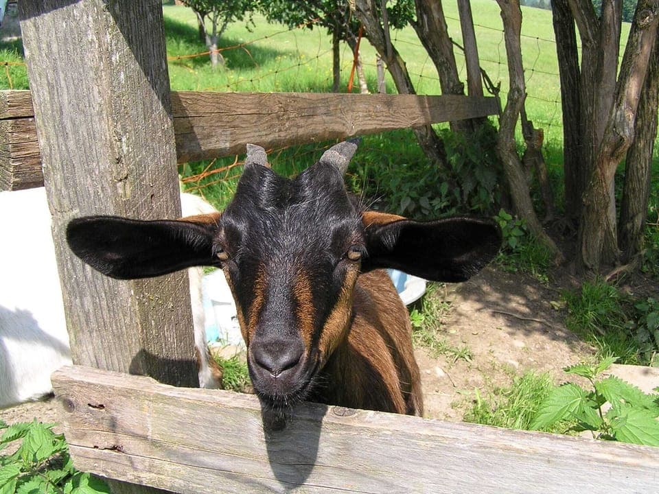 Immediate Surroundings [summer] (<1 km)