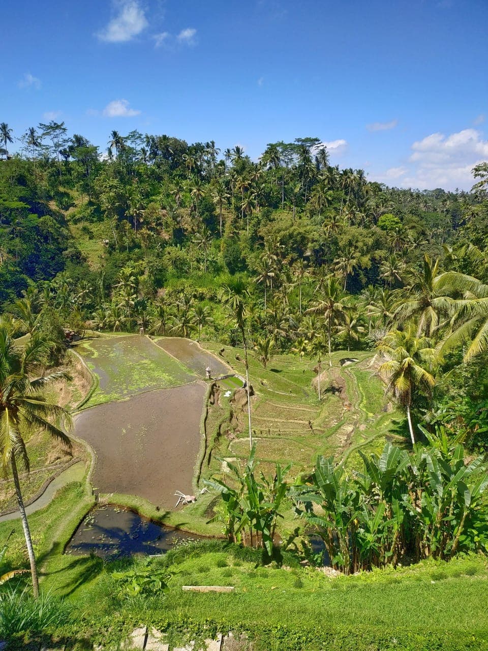 Private Villa With Rice Terraces View | View from room