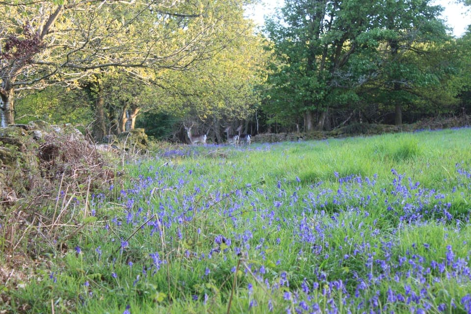 Deer in the bluebells