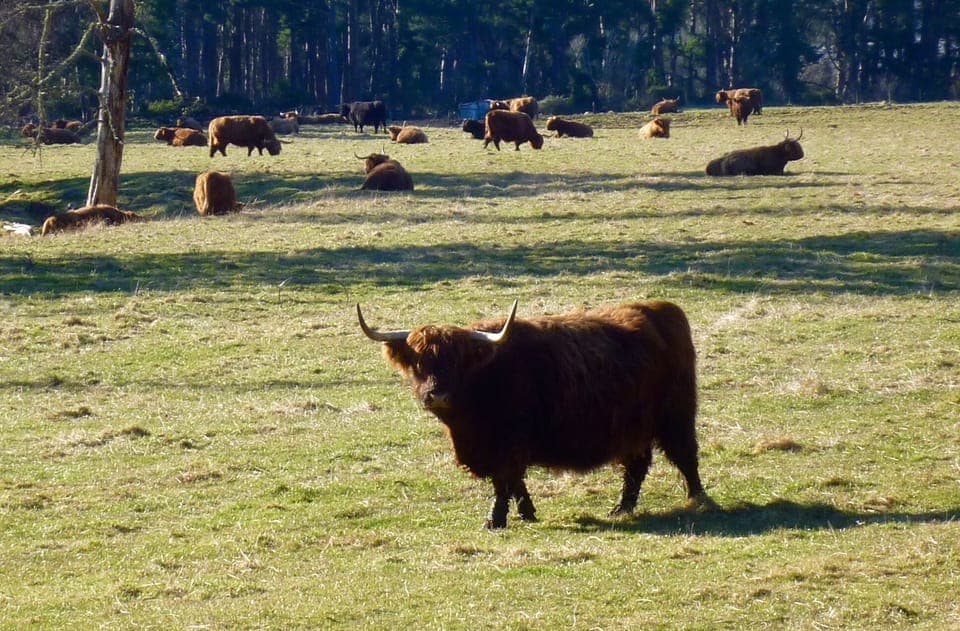 Highland cattle in adjacent field