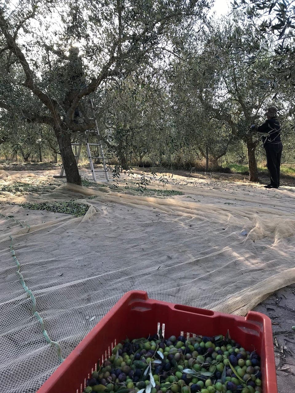 Our beautiful olive grove surrounding the property