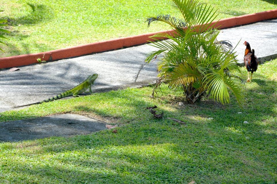 Property grounds