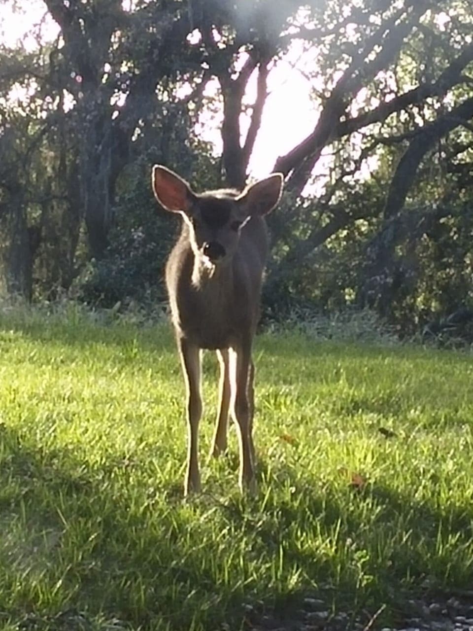 "Good morning" from a neighbor