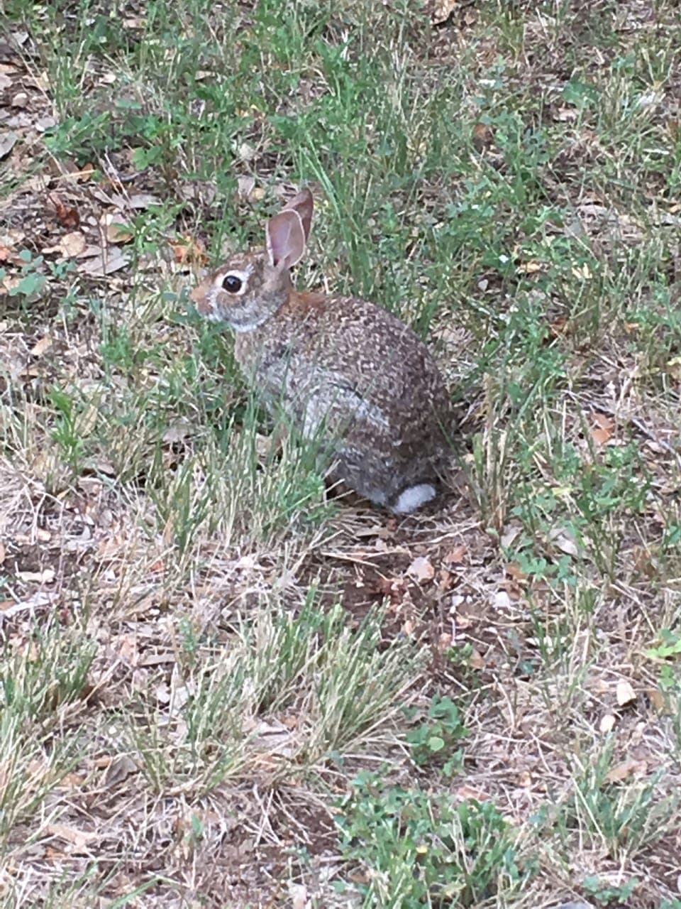 One of our critters.