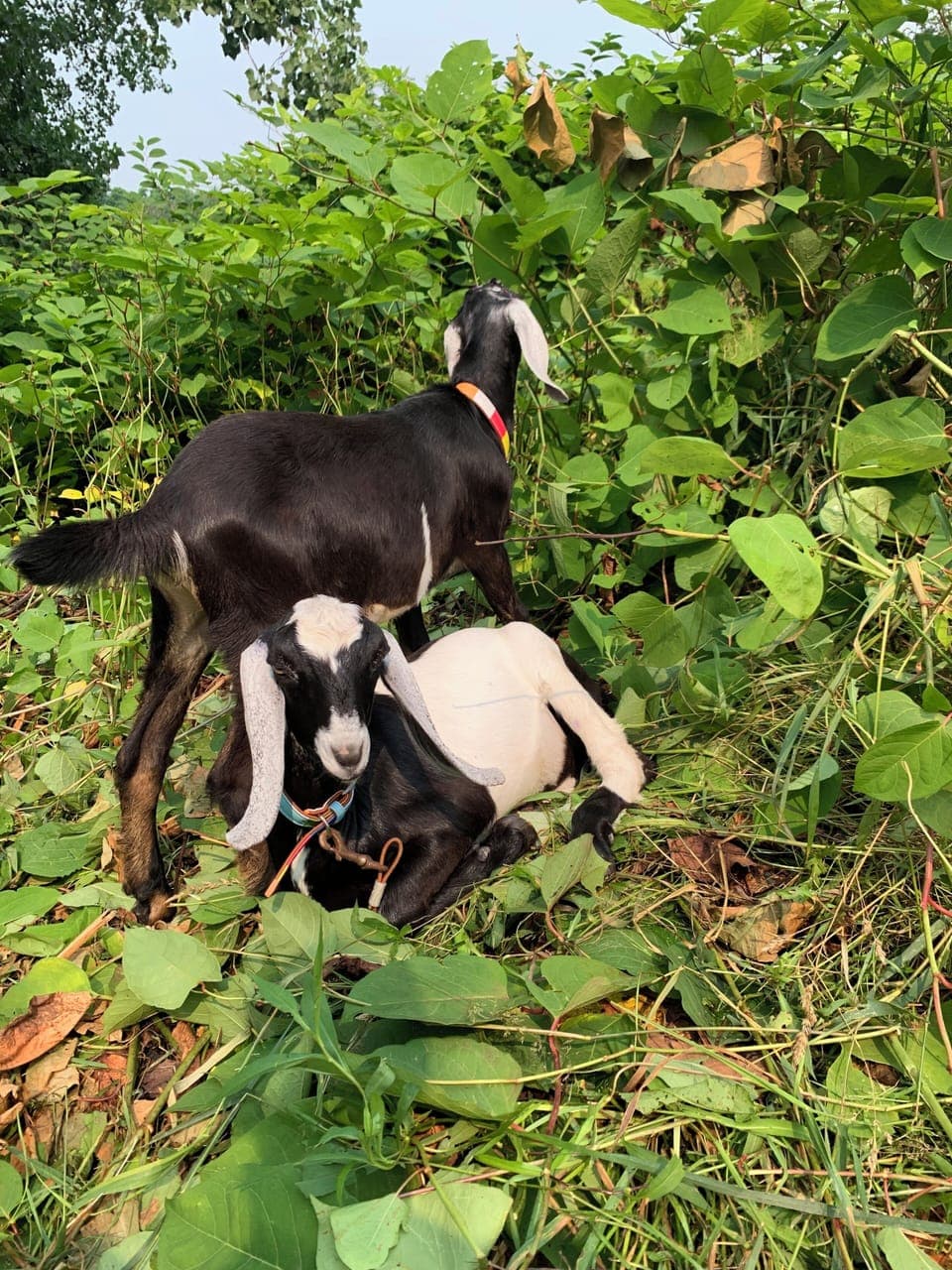 Cookies’n’ Cream our lovely goats will greet you with a baa and tail wag!