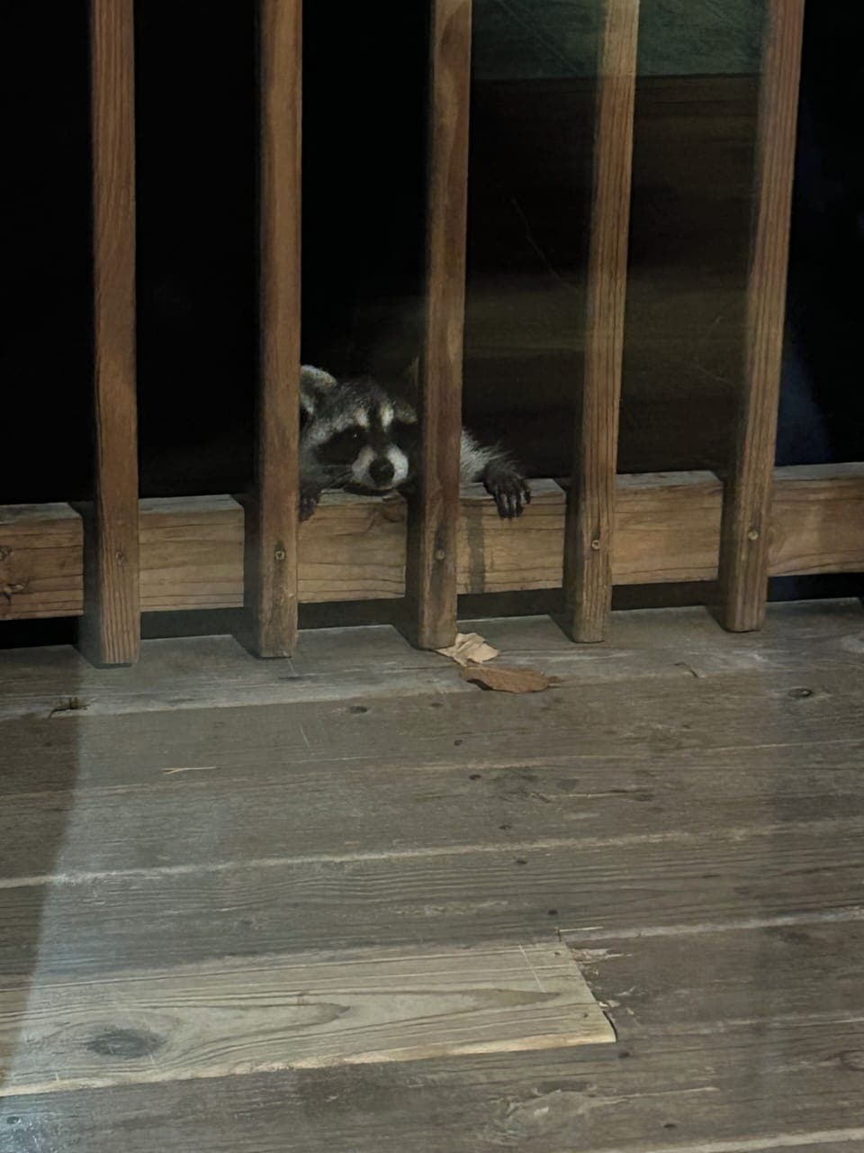 Meet Fred, our naughty raccoon!!