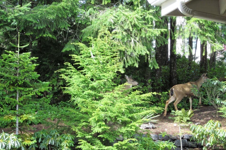 Deer are frequent visitors to our vacation home.