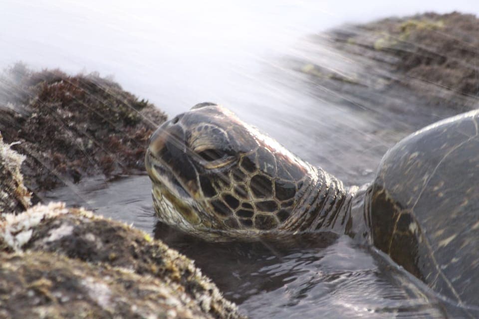 Turtles are seen almost every day at Kuhio Shores