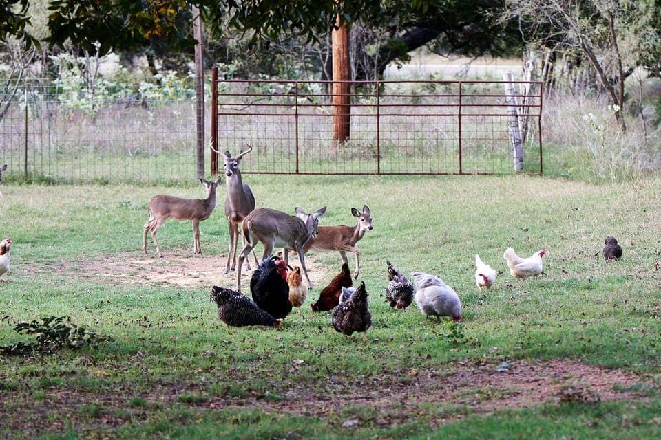 Enjoy the peaceful animals.