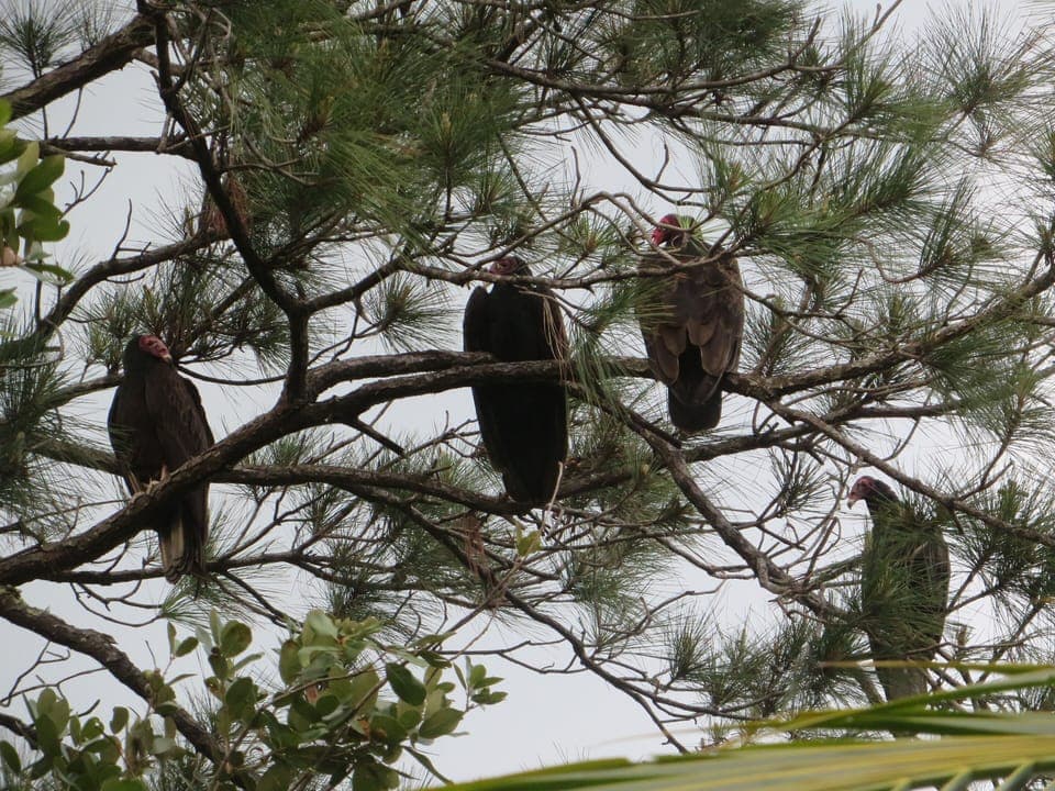 The Vultures are waiting for something