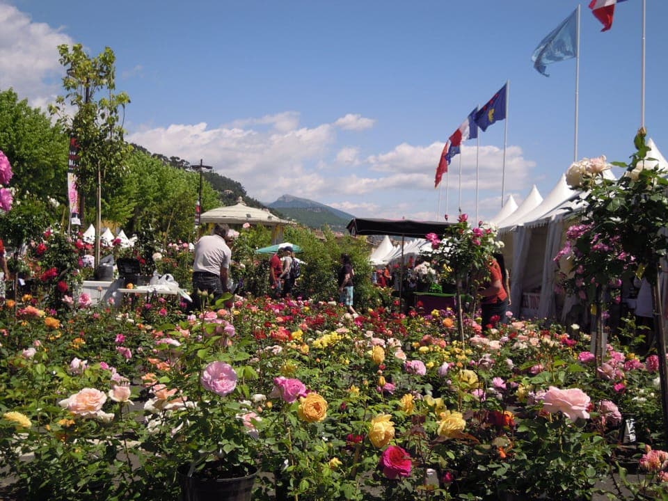 Rose festival in Grasse, 5 minutes drive.