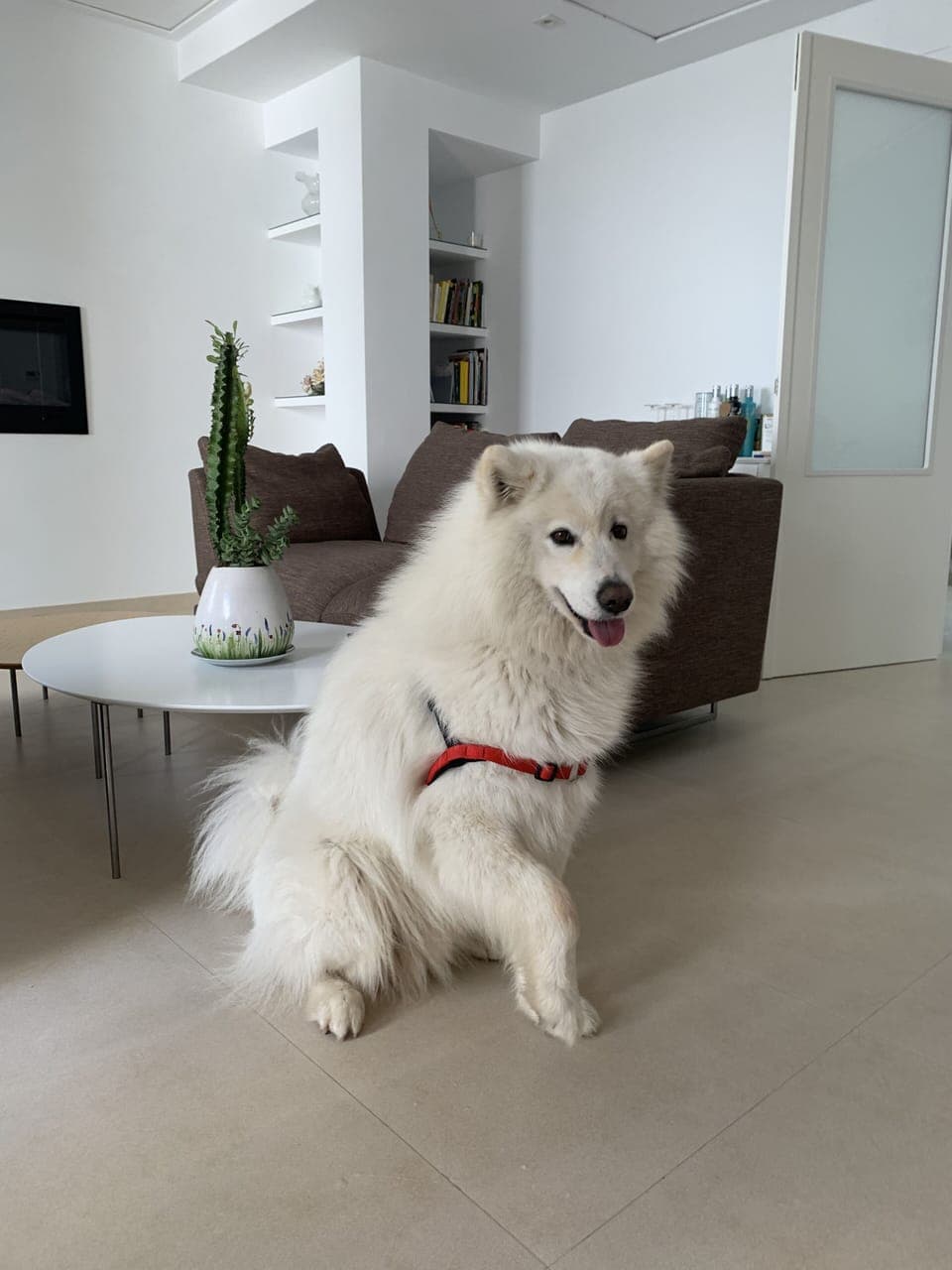 Pet-friendly