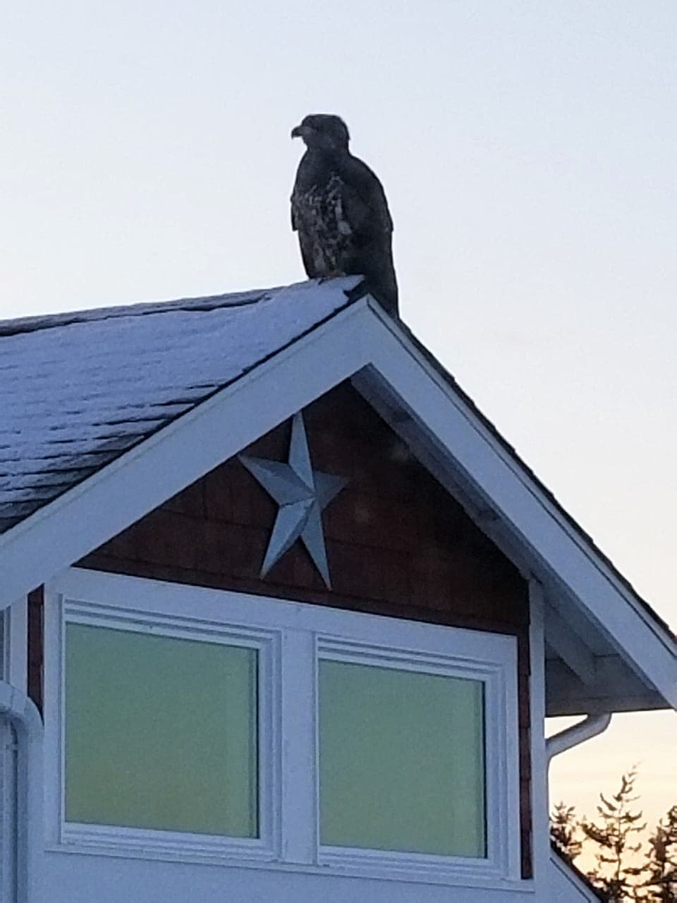 This is a juvenile that is just starting to change to his adult markings.