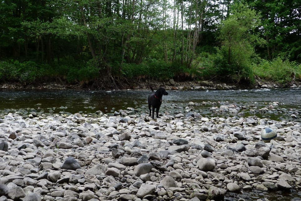 River Earn - pet friendly area