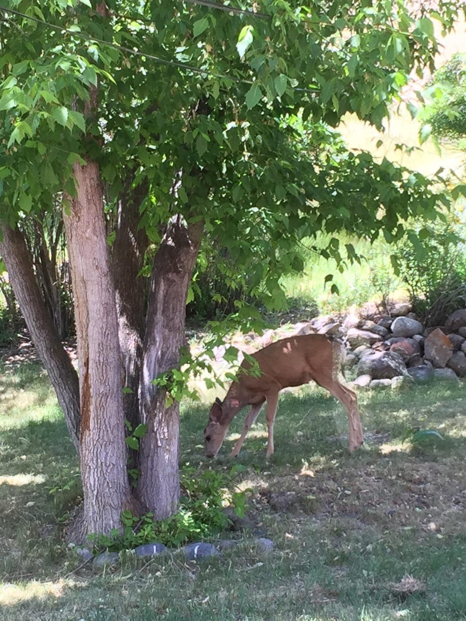 Backyard Visitor