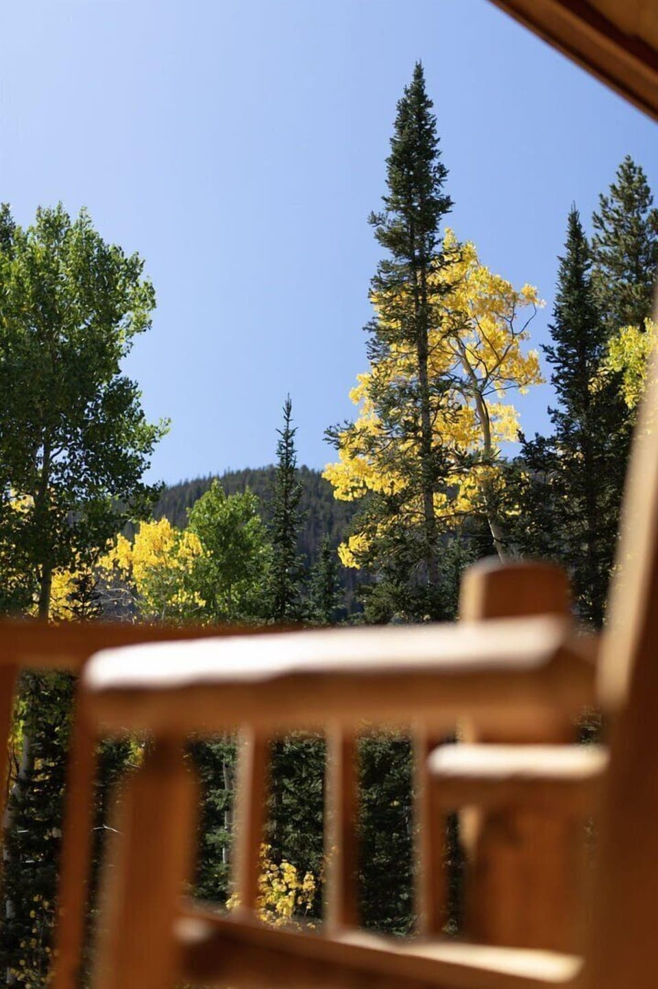 Aspens Changing Color in the Fall