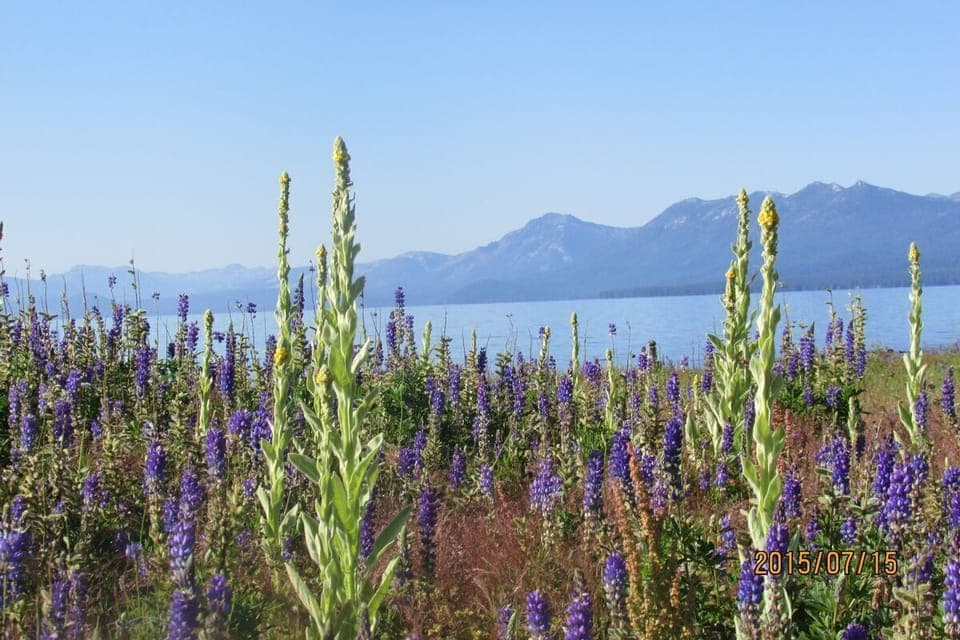 walk to Lake Forest beach - lupine field