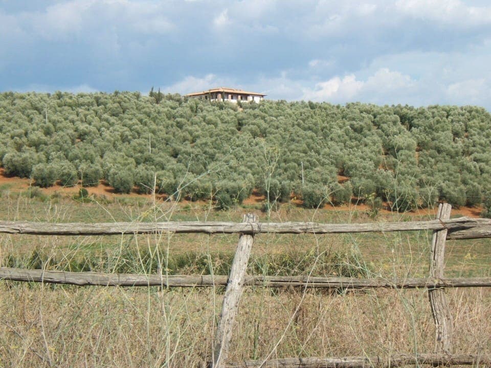 Vegetation, Tree, Land Lot, Farm, Rural Area, Field, Plant Community, Grass Family, Sky, Landscape