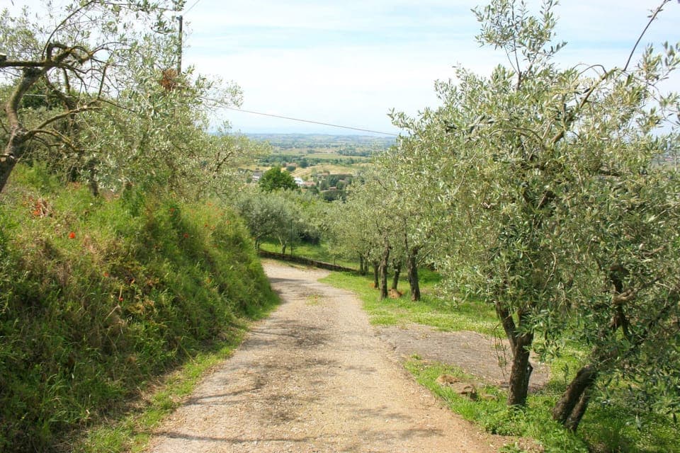 Plant, Sky, Cloud, Natural Landscape, Land Lot, Tree, Thoroughfare, Shrub, Landscape, Grass