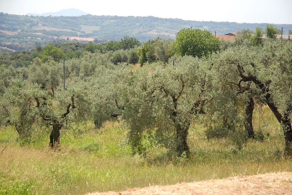 podere-san-giovanni-narni-terni-villa-olive-trees