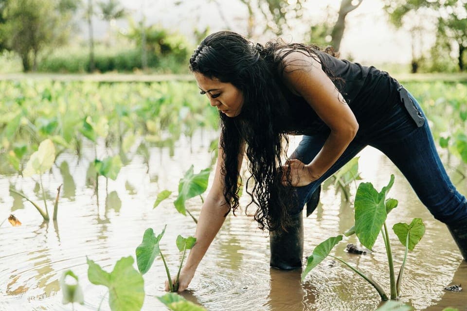 Farmer planting Kalo (taro) ... Credit: HTA / Heather Goodman