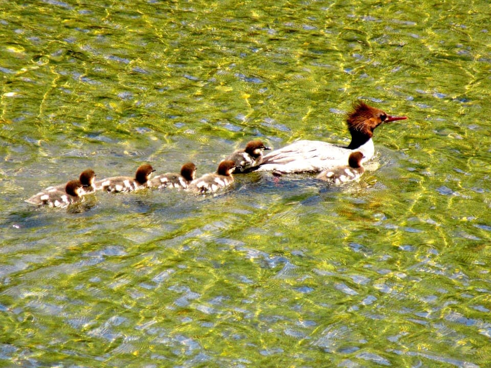 Wildlife! Woodland and Mallard ducks love the Russian River.
