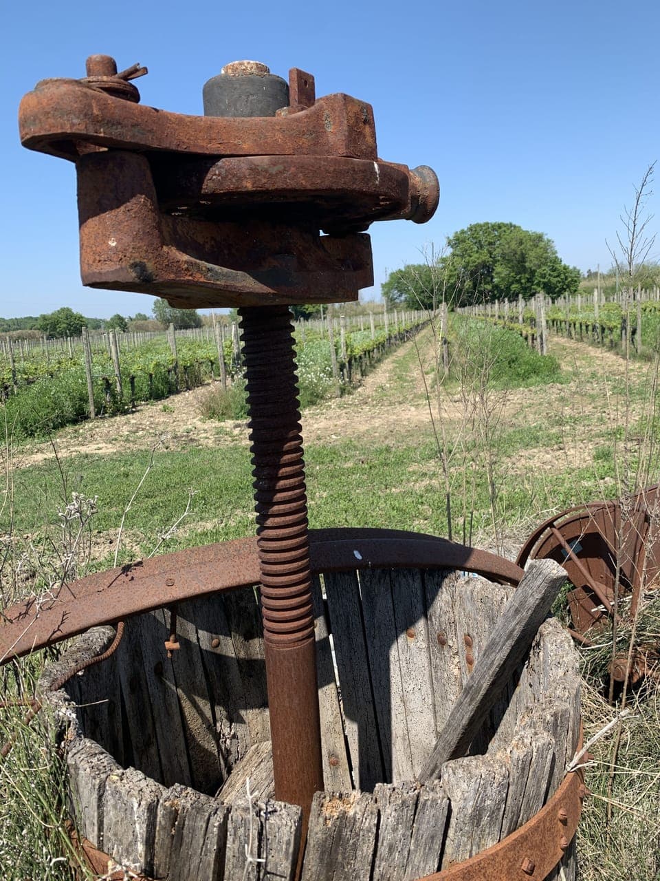 Comfort Double Room, Balcony, Vineyard View | View from room