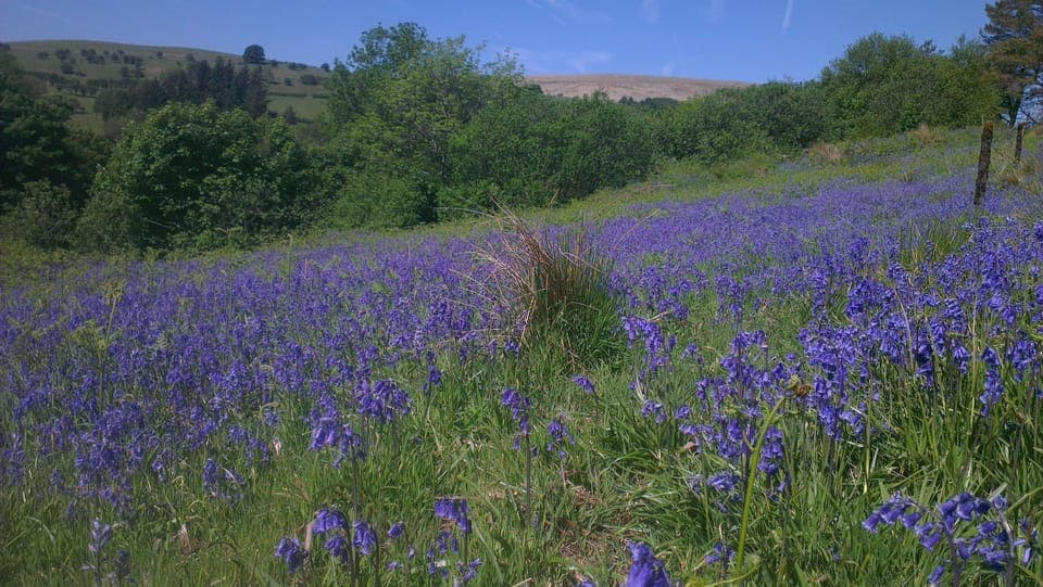 April bluebells near Llanthony Priory