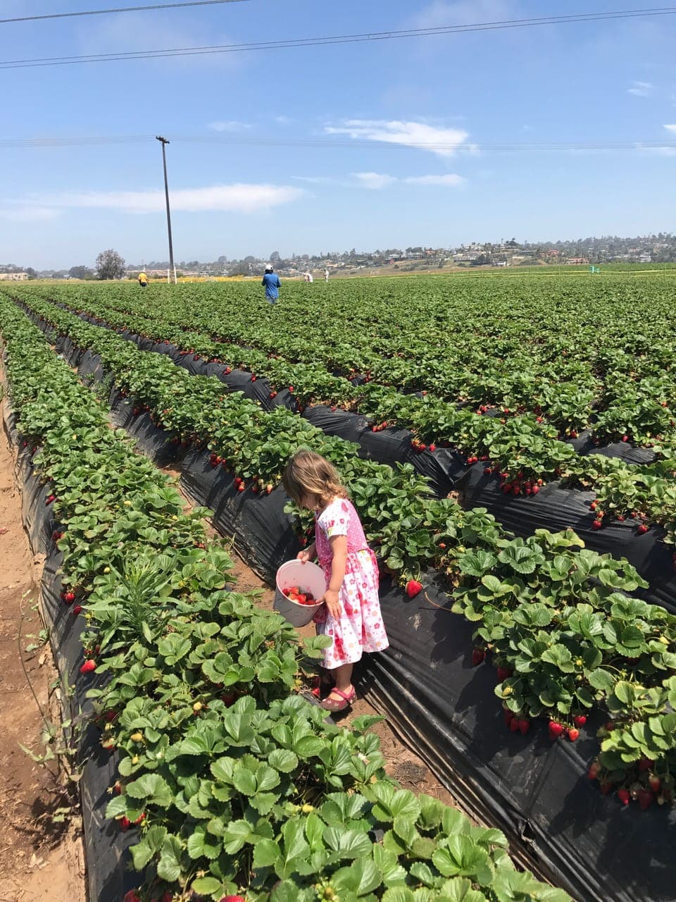 Picking Strawberries! Yummy!