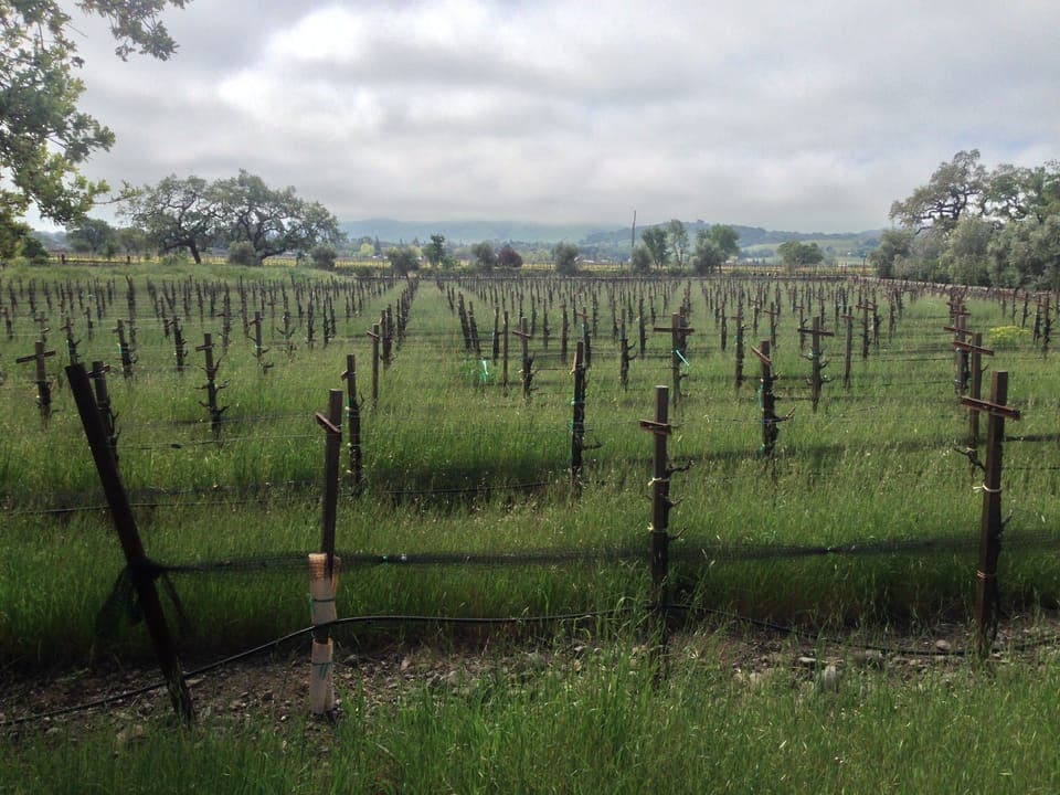 Stonewall Vineyard produces the finest Sonoma Valley Zinfandel grapes.