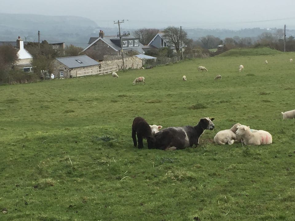 View from field immediately behind the house