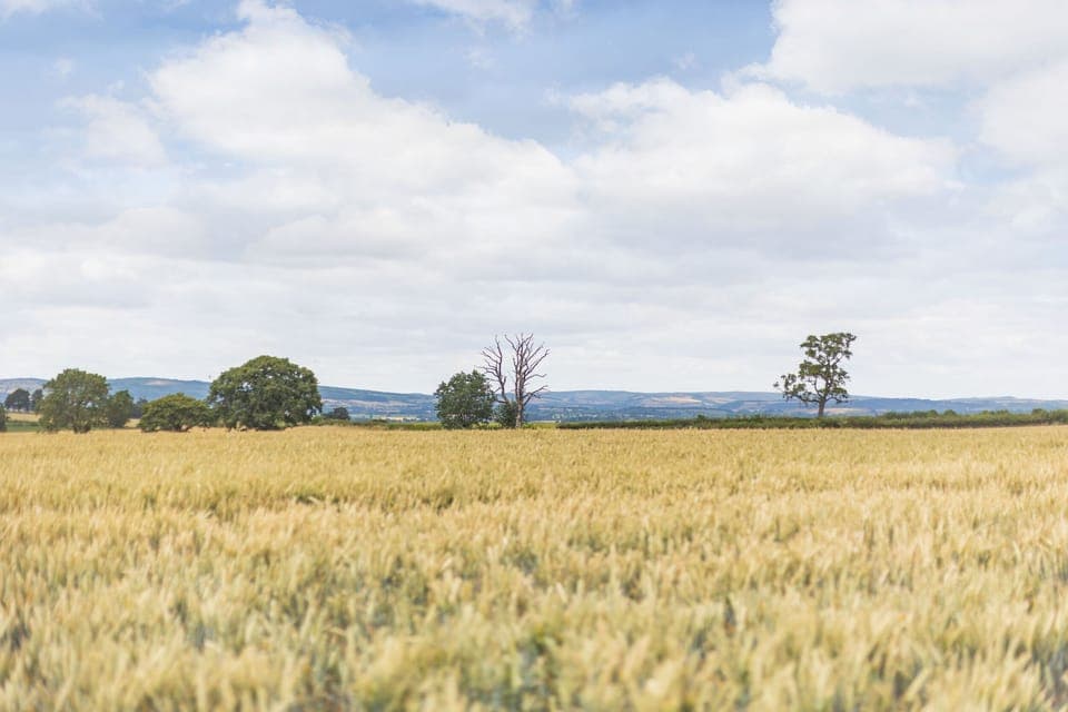 Cottage | Property grounds