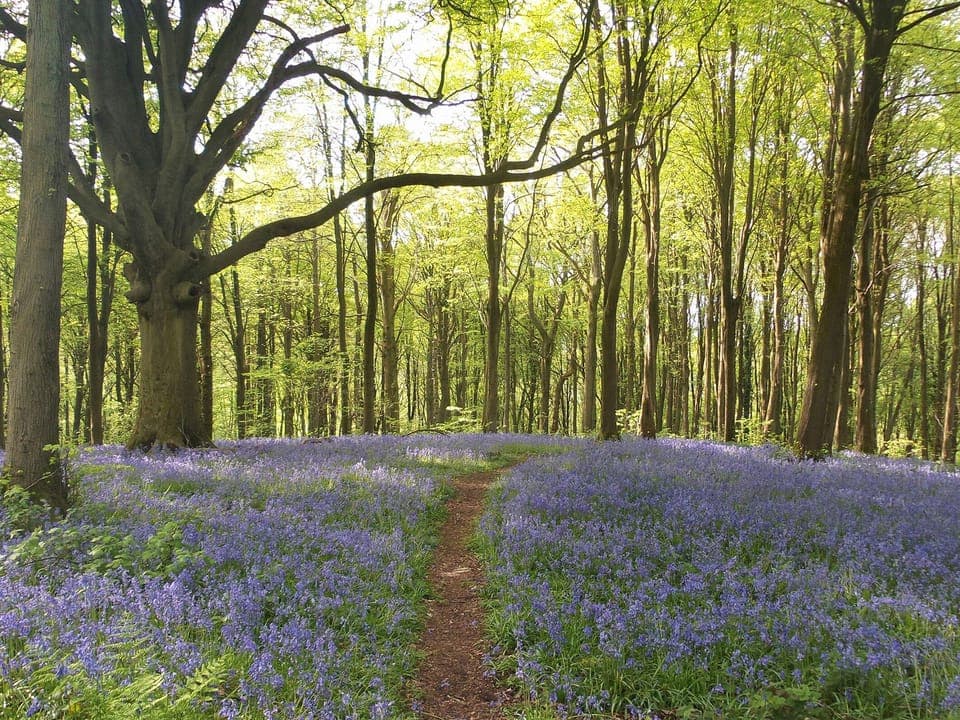 Cottage | Property grounds