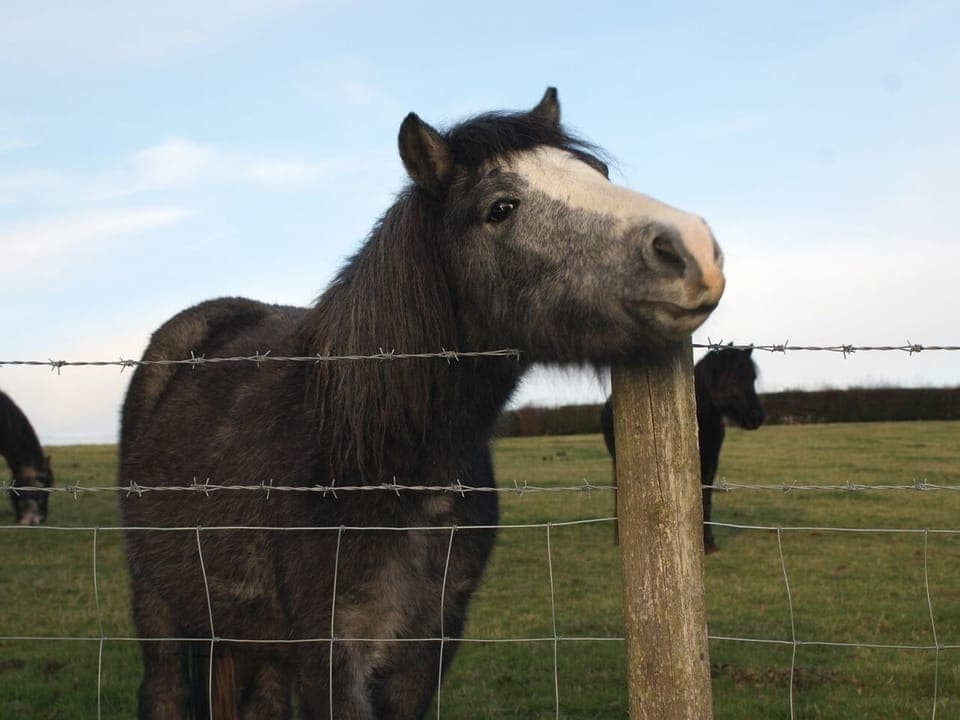 Cottage | Miscellaneous