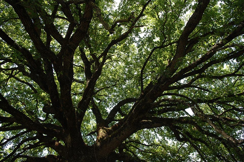 The great oak tree canopy 