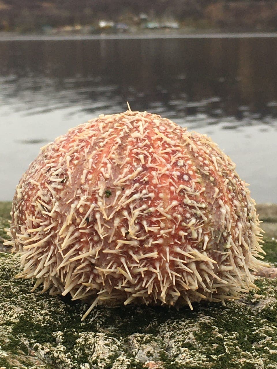 Sea urchins along the shore, often the only remains of an Otter's meal