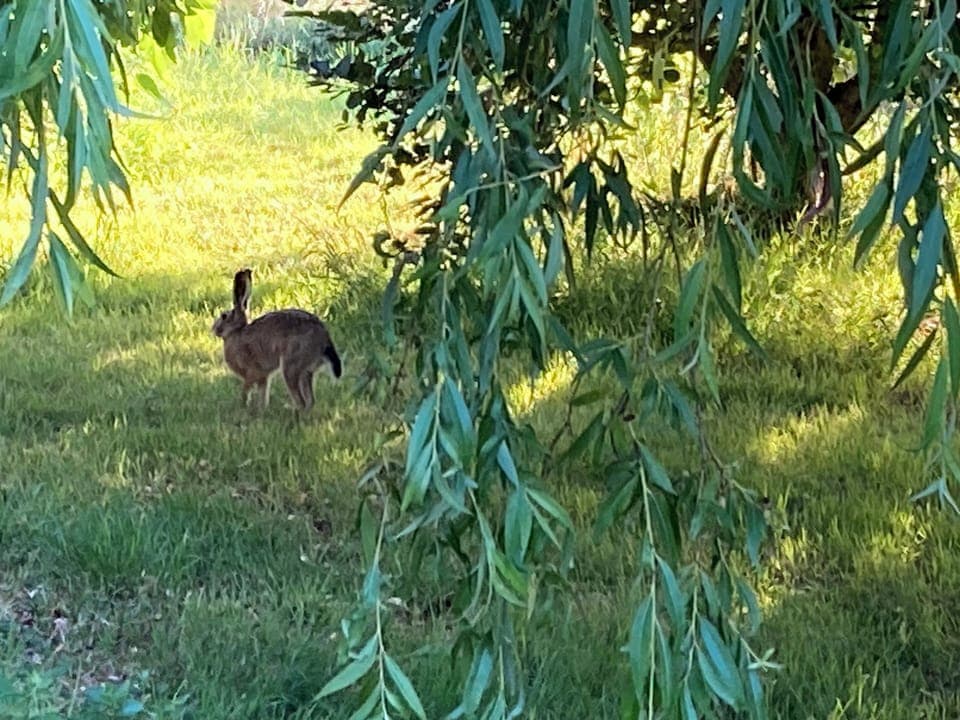 Hare in the garden behind the house
 "Jack the young"