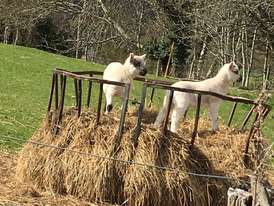 Lambs playing in the field next to our garden 