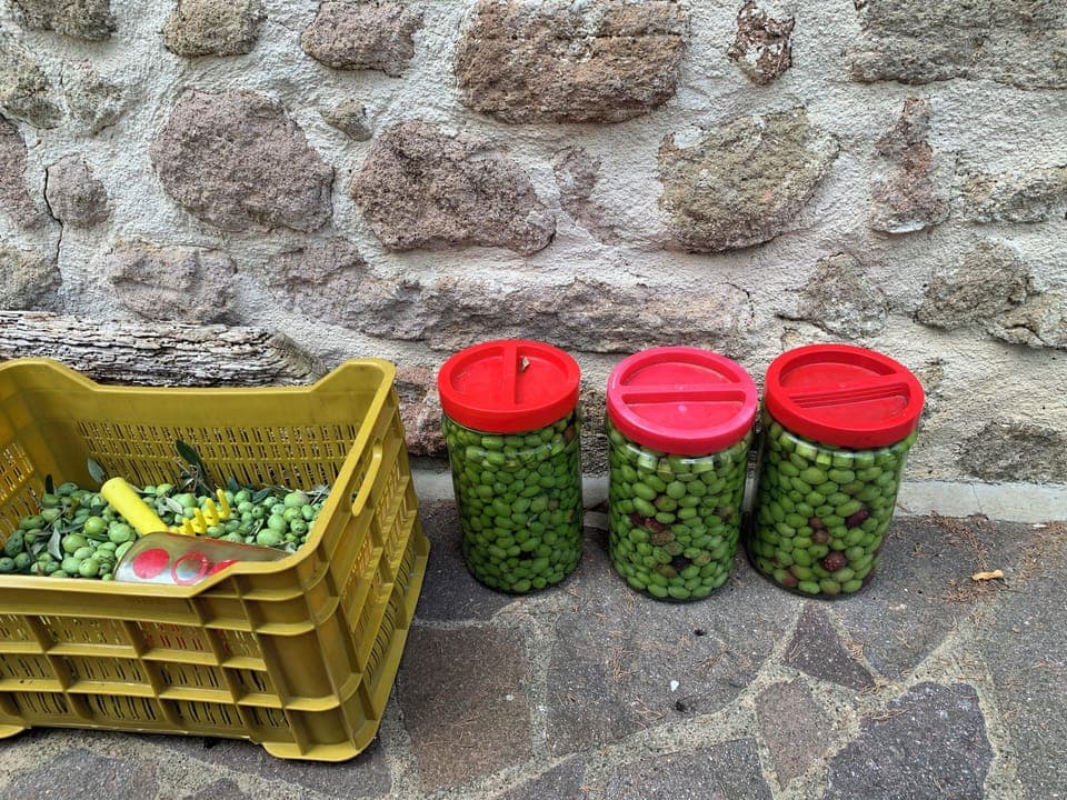 Our production of eating olives