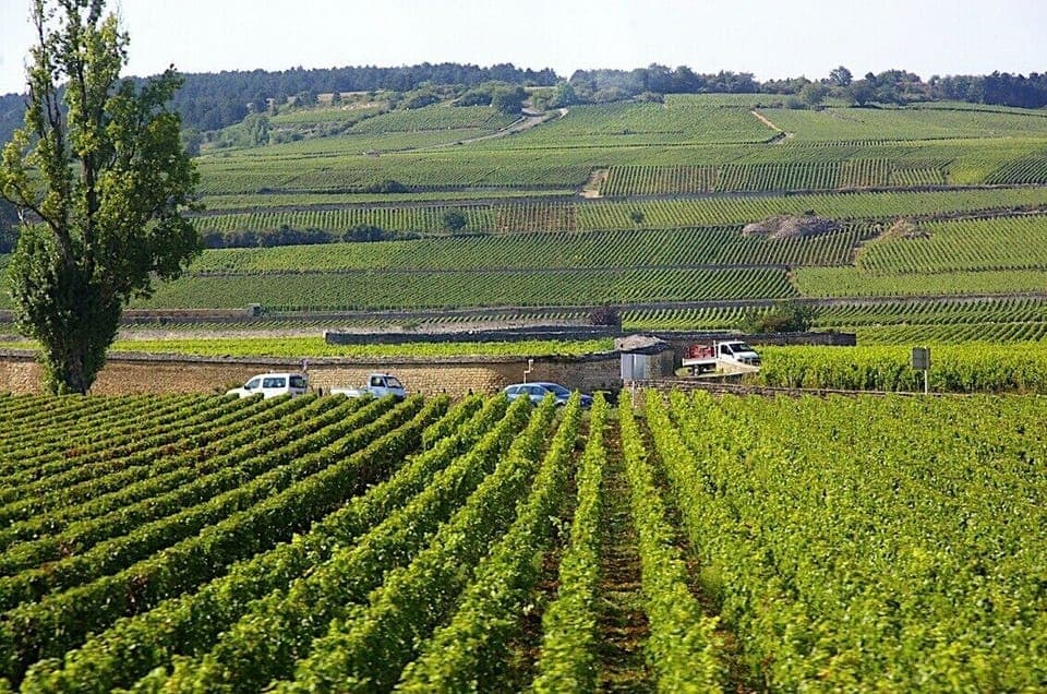The Beaune wineyards