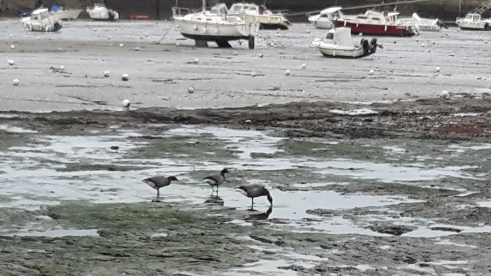 Saint-Jaques Harbour at low tide