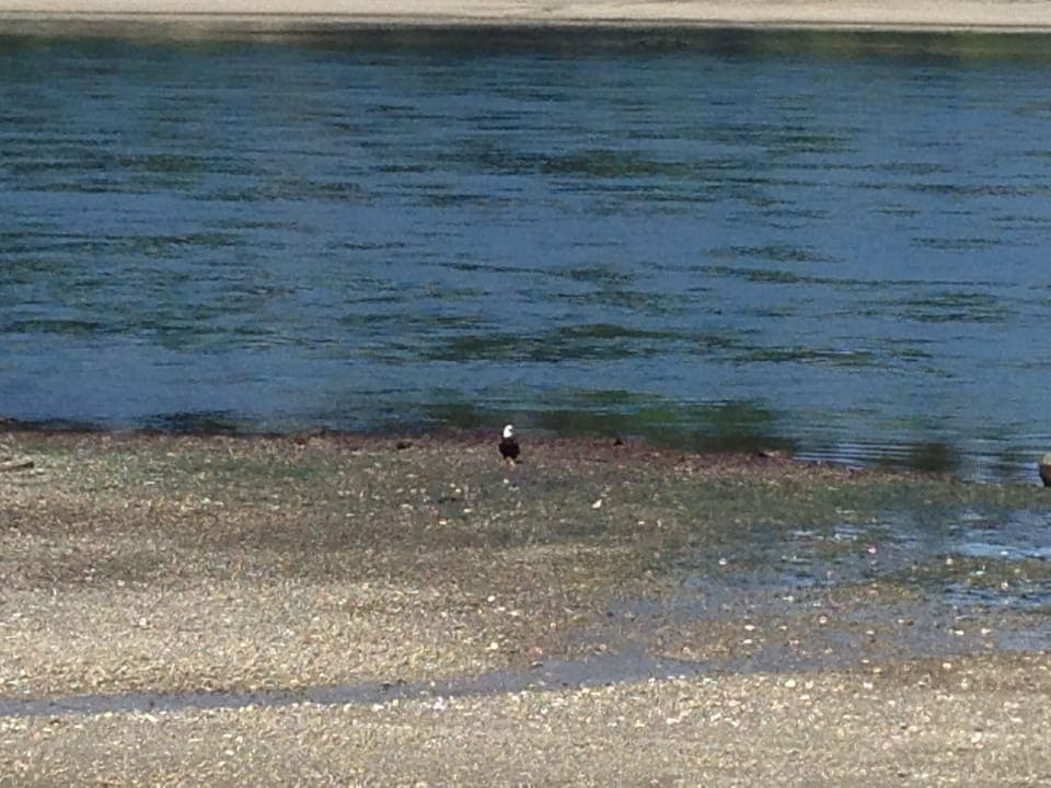 Low tide Bald Eagle