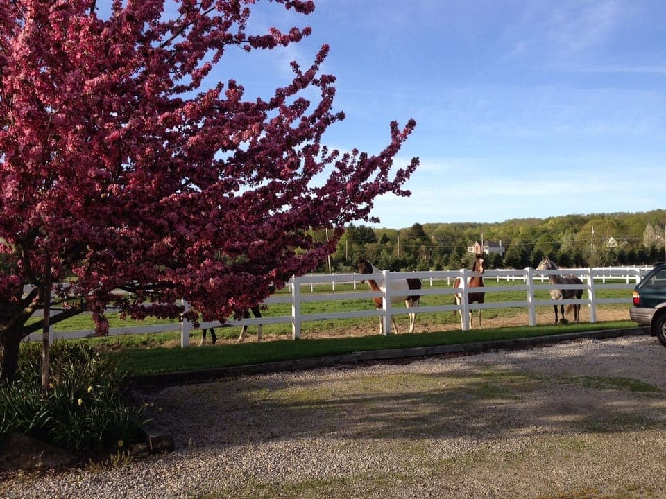 Scenic View of the Horses Grazing in the Front Paddock.