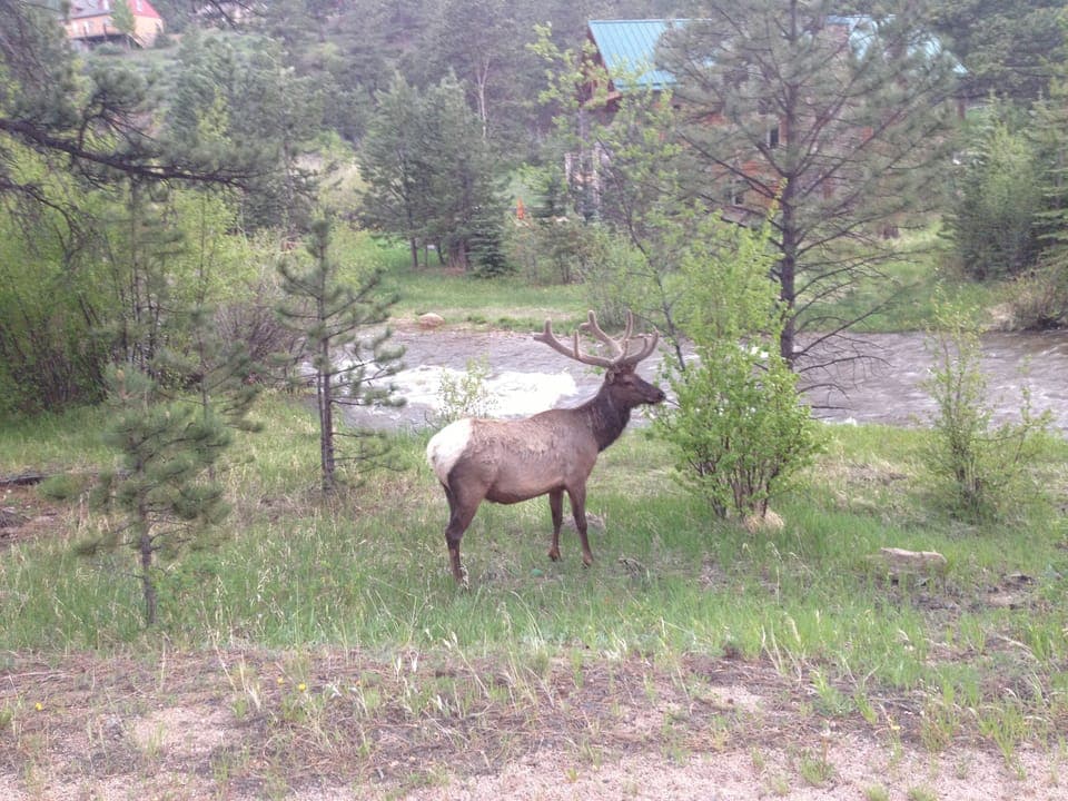 Elk, moose, fox, and an occasional bear are seen in the Village