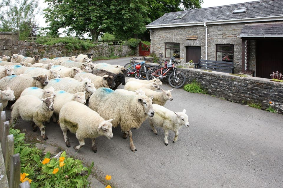 Sheep passing Bwthyn Y Saer holiday cottage