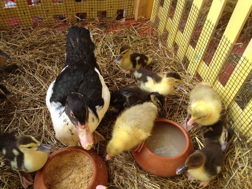 Children's activities