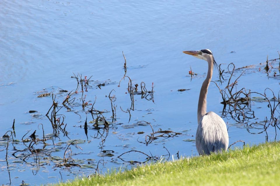 Ducks, turtles, geese, and a Great Blue Heron are frequent visitors to the pond.