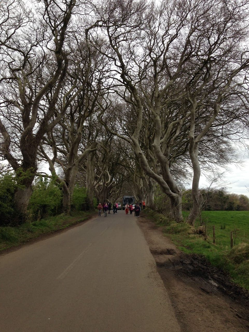Dark hedges