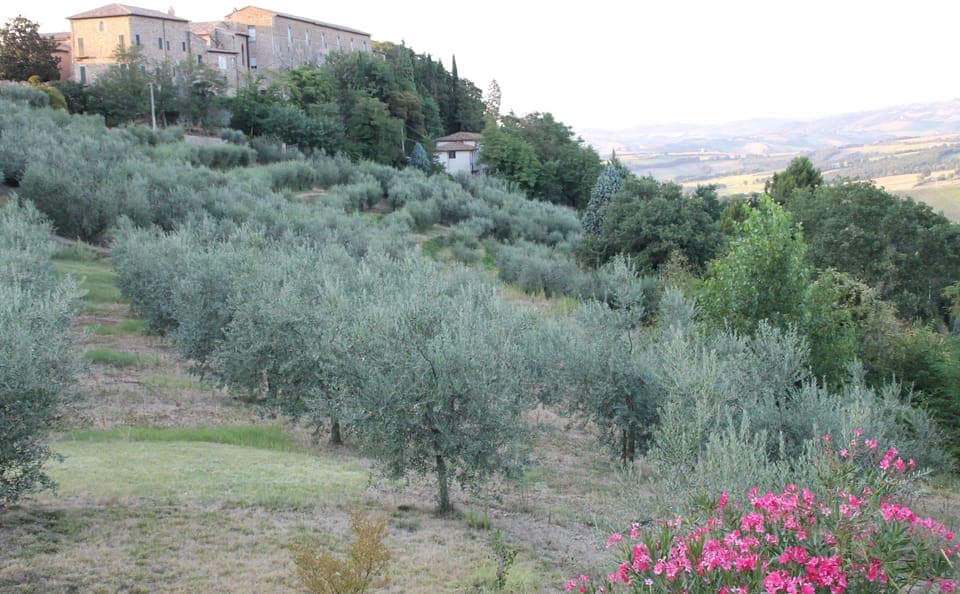 property  olive grove near the house